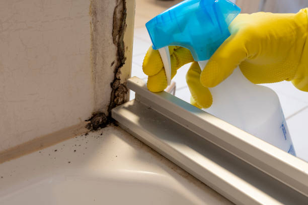 Best Mold Testing and Inspection Services in Edgewood, PA
