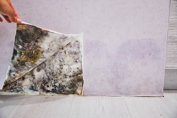 Best Bathroom Mold Remediation in Edgewood, PA